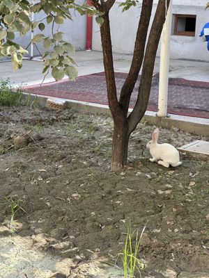Продам кролик или кролчиха