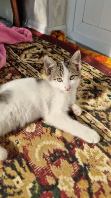 Mushuk bolalari sotiladi