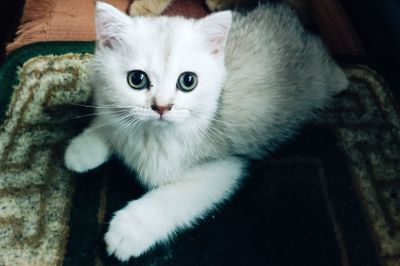 Продаются породистые котята