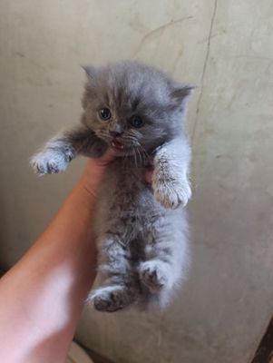 Скотиш страйт мальчики от правильной вязки