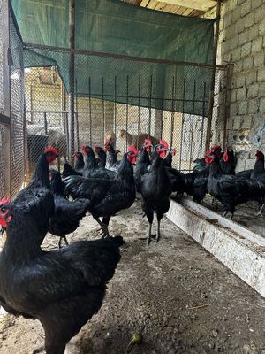 Ruminski Astrolop ko’rozlar sotiladi