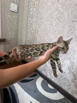 бенгал мушуклари