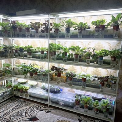 Продаю фиалки с полками