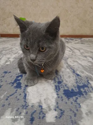 Дарим Бесплатно .