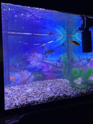 Akvarium sotiladi 500min som kelishamiza