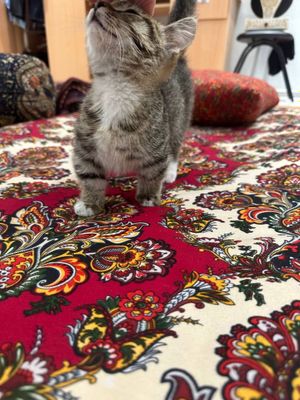 Manchkin mushuk