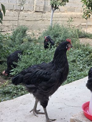 Кора шахзода Чёрный принц