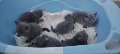 Котята скотиш фолд чистокровный