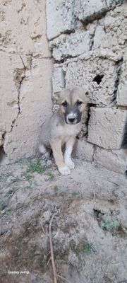 Собака 1мес 7 кг