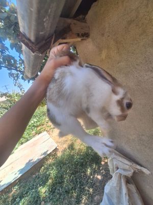 Zotli quyon õğil bola