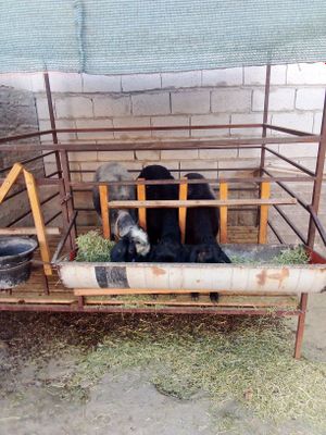 Эгиз она бола куй, биттаси кучкор сотилади