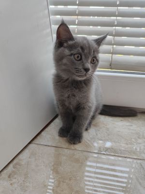 Продаётся котёнок 2 месяца