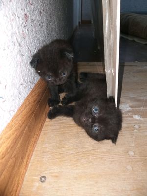 4 ta mushuk bolasi onasi bn birga sotiladi