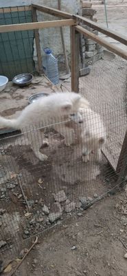 Samoyed para 4 oylik