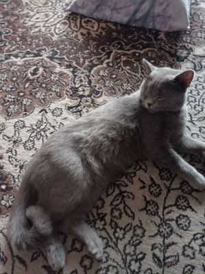 Skotish strayt кошка