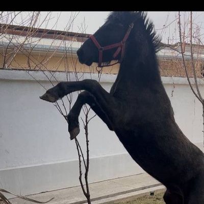 Ot qora bayr qirgizdan kegan