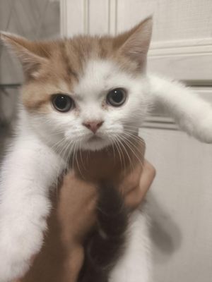 Продается Скотиш Страйт мальчик