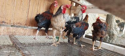 Хуроз сотаман. Продаю петухов .
