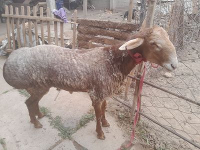 Aqiqa va Qurbonlikka Qo'chqor Bo'yi 90 Zotdor qo'chqor