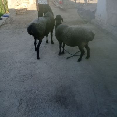 Кучкор сотилади.