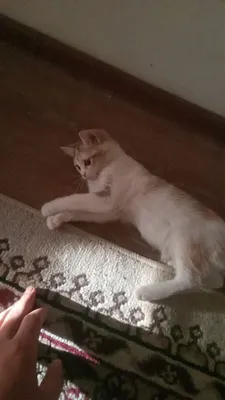 Mushuk sotiladi Britanski kalta yung