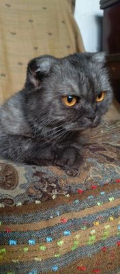 Продается висла ухая шотландская кошка