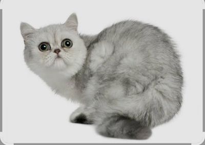 Снуп. Японский экзо кошка