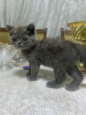 Scottish fold ugil
