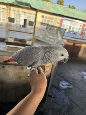 Жако говорящая птица
