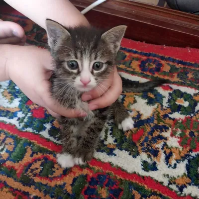 Xadiyaga beraman mushuk bolasi