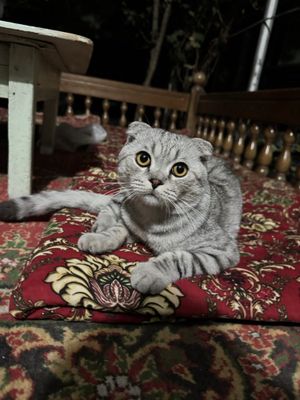 Кот порода Scottish Fold
