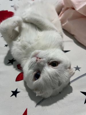 Вислоухая кошка
