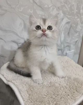 Продаётся чистокровный мальчик серебристый шиншиллы на голубом золоте