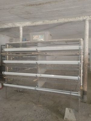 Bedana qafas sotiladi