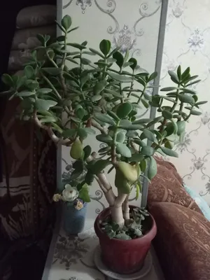 Dollor gul va yana bitta gul 2lasi xam juda ham chiroyli