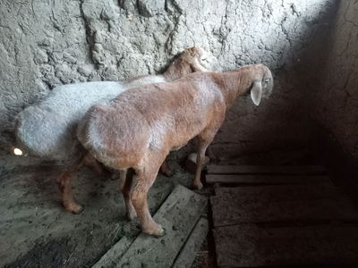 Арашан кочкар сотилади