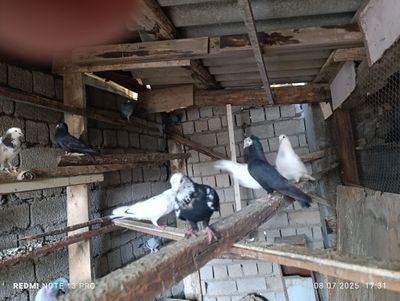 Кабутарлар сотилади