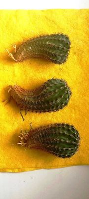 Продам деток кактуса Эхинопсис ECHINOPSIS 1шт 20,000 сум