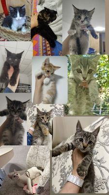 Котята в добрые ручки. Разного окраса