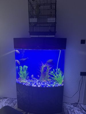 Akvarium Akril. Cleair Aquatics zavodi akvariumi. 230-250l atrofida.