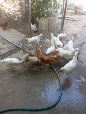 продаю домашнее куры