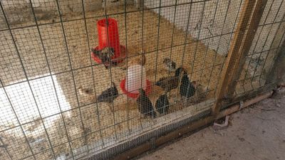 5 oylik jujalar sotiladi xonaki jujalar