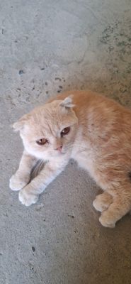 кошка