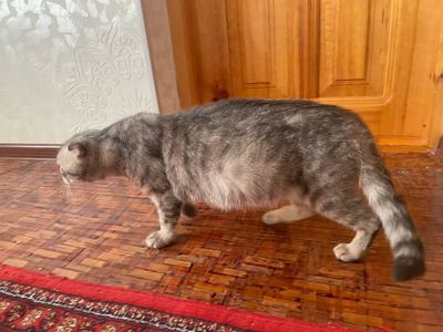 Кошка скотиш фолд беременая