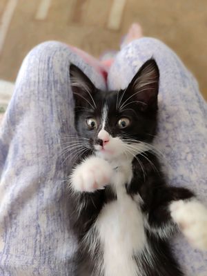 продается котенок ласковый