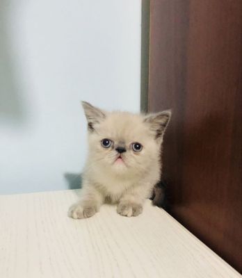 Чистокровная экзот девочка