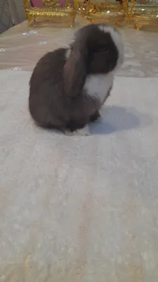 Продаётся декоративный карликовый кролик минилоп сплинт и сплинты