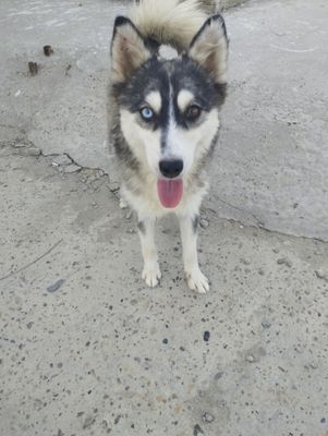 Xaski tez va arzon sotiladi kelishamiz