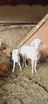 Echkilarini sotiladi