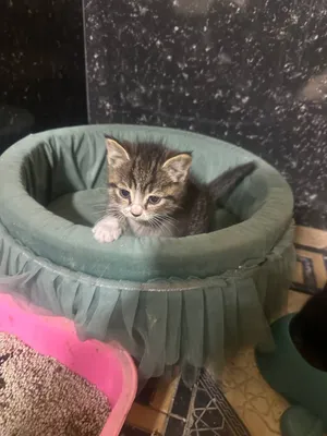 2 та домашние мушукчалар